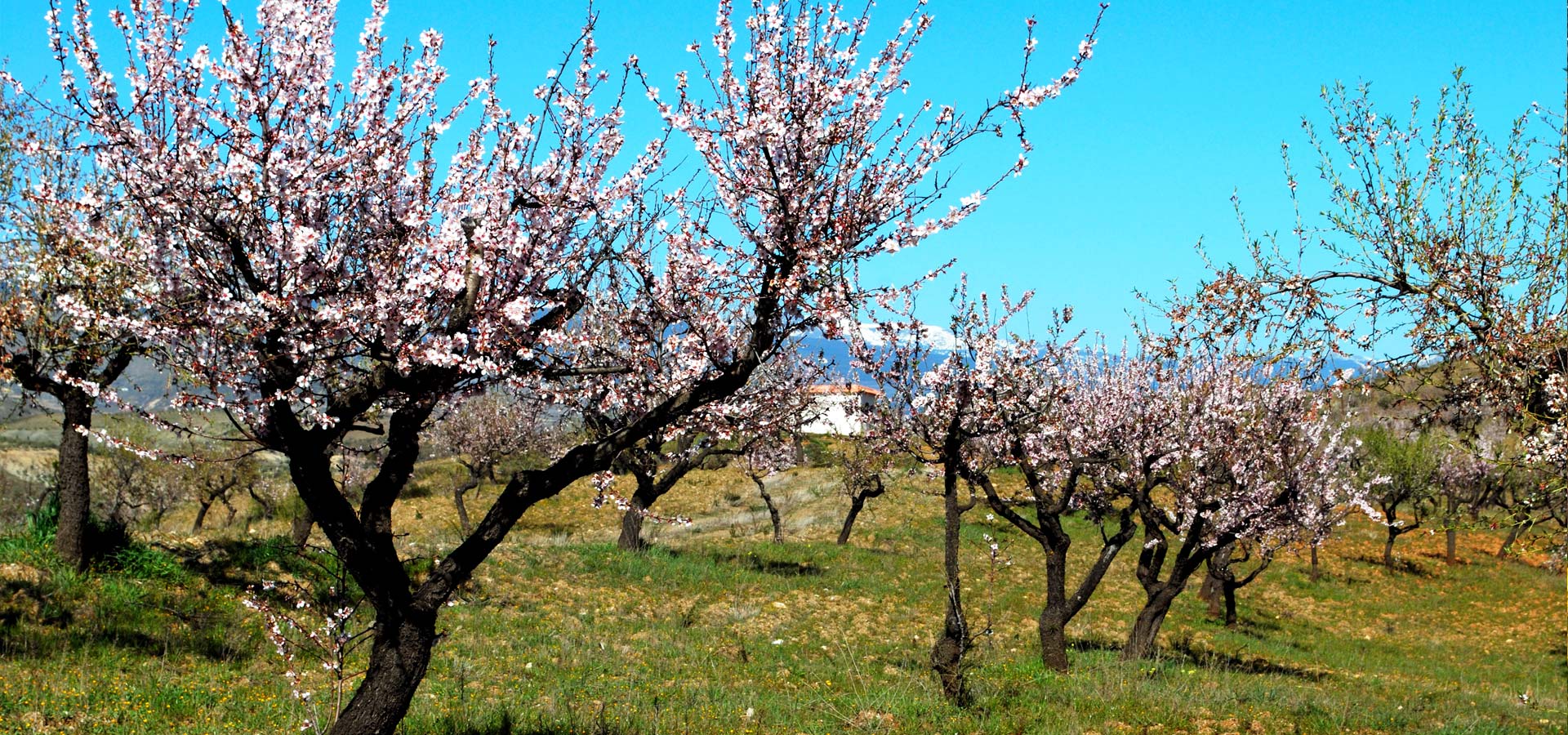 Feinkost aus Andalusien - Mandeln - Sanosur