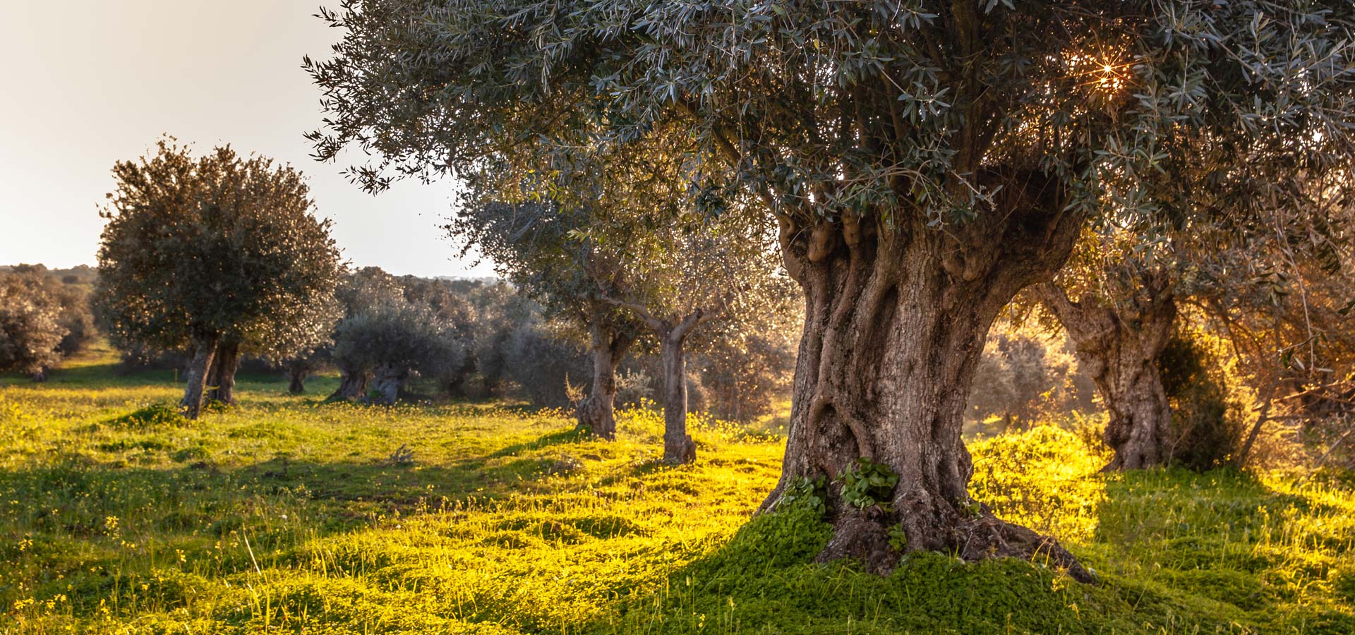 Feinkost aus Andalusien - Oliven - Sanosur